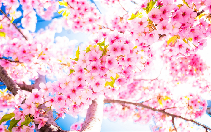 sakura, cerisiers en fleurs, ciel bleu, chaud, le printemps, les branches de cerisier, fleurs roses