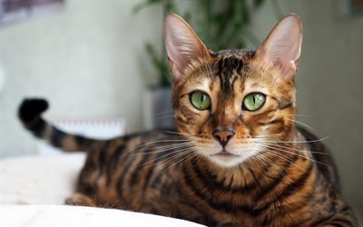 Bengal Cat, 4k, muzzle, pets, domestic cat, green eyes, cute animals, cats, Bengal