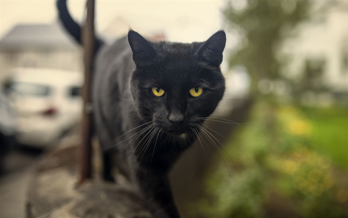 Bombay Cat, 4k, pets, black cat, domestic cat, cats, Bombay