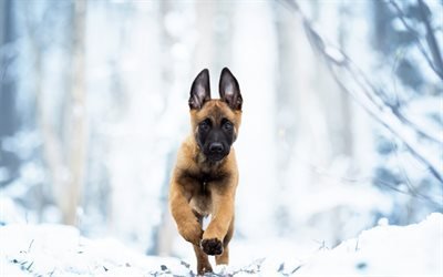 Belgian Shepherd, Malinois dog, puppy, running dog, small shepherd, cute animals, Chien de Berger Belge