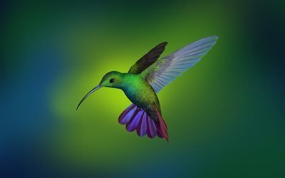 Kalk, yaban hayatı, k&#252;&#231;&#252;k kuş Hummingbird, yakın, Trochilidae
