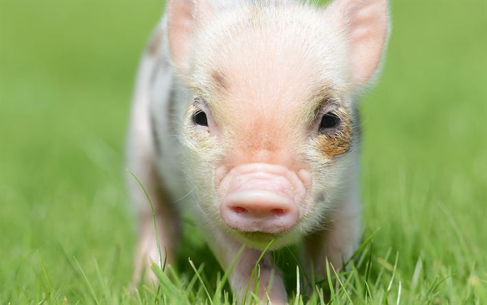 peque&#241;o cerdito, 4k, animales lindos, pink pig, granja, hierba verde, cerdos