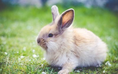 fluffy beige rabbit, pets, spring, green grass, rabbits, 4k
