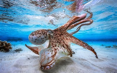 octopus, underwater world, bottom, sand, blue water, sea animals, shellfish, ocean