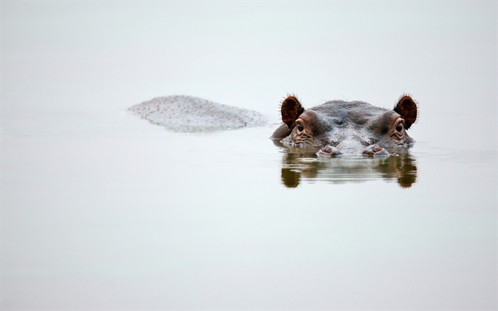 hippo, il fiume, l&#39;acqua, gli occhi e le orecchie, Africa, wildlife, ippopotamo, mammifero