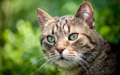 Pixie-Bob Cat, muzzle, pets, close-up, domestic cat, green eyes, cute animals, cats, Pixie-Bob