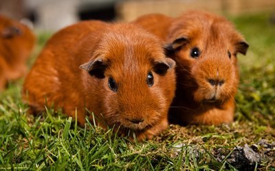 guinea pig, 4к, brown rodents, cute animals, pets, brown guinea pig