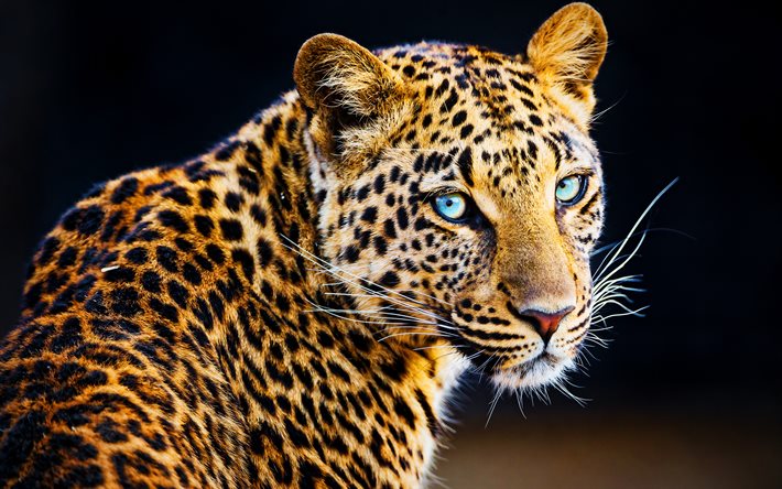 leopard, 4k, close-up, fauna selvatica, predatori, mammiferi, Panthera pardus, leopard e con gli occhi azzurri, leopardi