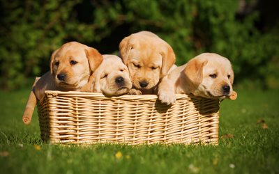 バスケットと子犬, ラブラドール、コリー, かわいい小動物, 4k, 子犬, 小型犬, ペット