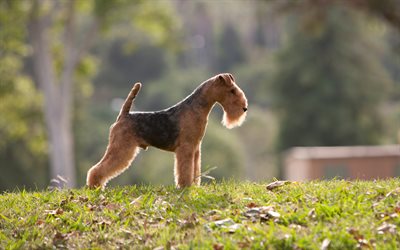 Airedale Terrier, cachorro, 4k, marr&#243;n del perro, c&#233;sped verde, mascotas, British razas de perros, Airedale