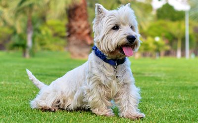 West Highland White Terrier Cane, prato, cani, bianco Westie&#39;, simpatici animali, Westie&#39;, animali, alle riunioni del Cane, il West Highland White Terrier