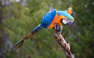 Blue-yellow macaw, beautiful bird, parrot, Ara ararauna, South American parrot, blue-and-gold macaw