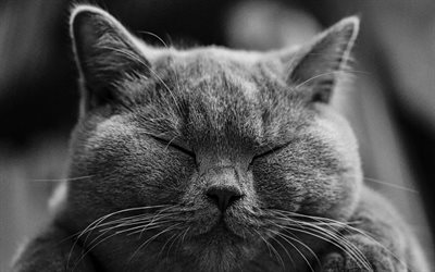 4k, イギリスShorthair猫, モノクロの肖像, マズル, ペット, 灰色猫