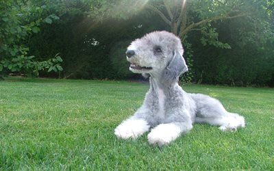 Bedlington Terrier, cane divertente, peloso cane, animali domestici, animali, animali simpatici, prato, cani Bedlington Terrier Cane