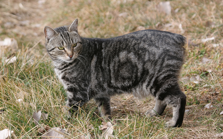 Manx cat, el gato gris, mascotas, un gato sin cola, 4k, hierba