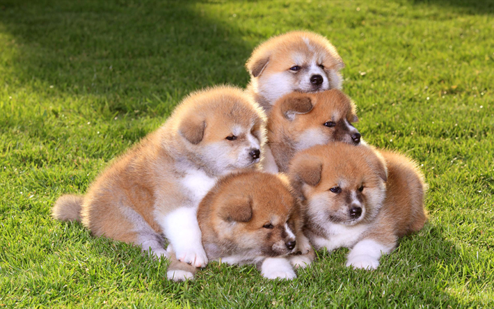 秋田の子犬, 4k, かわいい動物たち, 小型犬, 緑の芝生, 秋田犬種