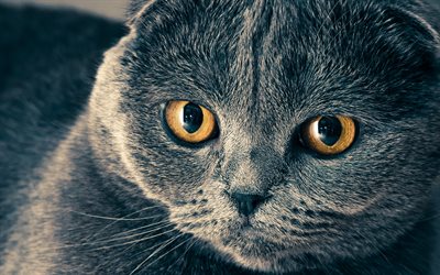 British Shorthair, 4k, hocico, ojos amarillos, gato dom&#233;stico, los gatos, el gato gris, ojos azules, simp&#225;ticos animales, Gato Brit&#225;nico de Pelo corto