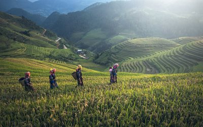 China, 4k, los campos de arroz, la agricultura, las colinas, verano, Asia