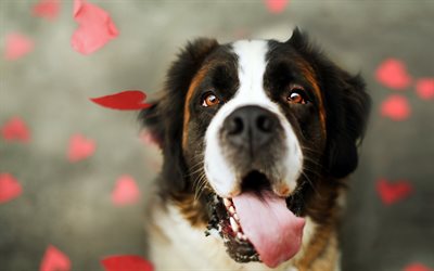 Saint Bernard Dog, muzzle, pets, close-up, dogs, cute animals, Saint Bernard