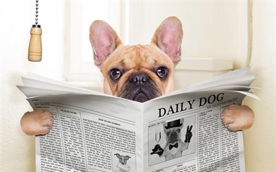 4k, Pug Dog, toilet, newspaper, funny dog, cute animals, dogs, pets, Pug