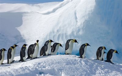 Imperiale Pinguino, ghiacciai, Antartide, fauna selvatica, pinguini