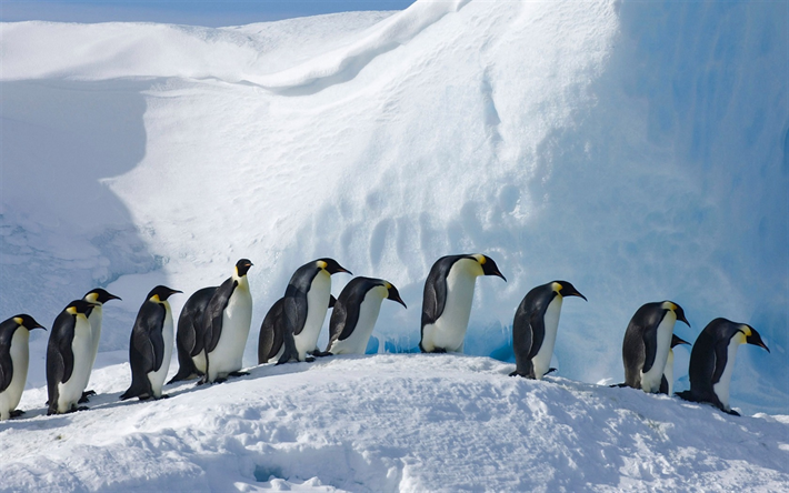 Imperial Pingouin, le glacier de l&#39;Antarctique, de la faune, des pingouins