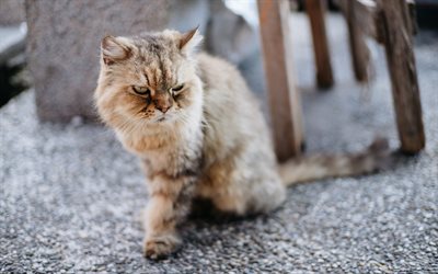 Gato Persa, gato peludo, animais de estima&#231;&#227;o, bonito animais fofinhos, Iraniano gato