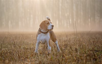 Beagle, por la ma&#241;ana, mascotas, perro peque&#241;o, la niebla, el perro, la raza de perros peque&#241;os