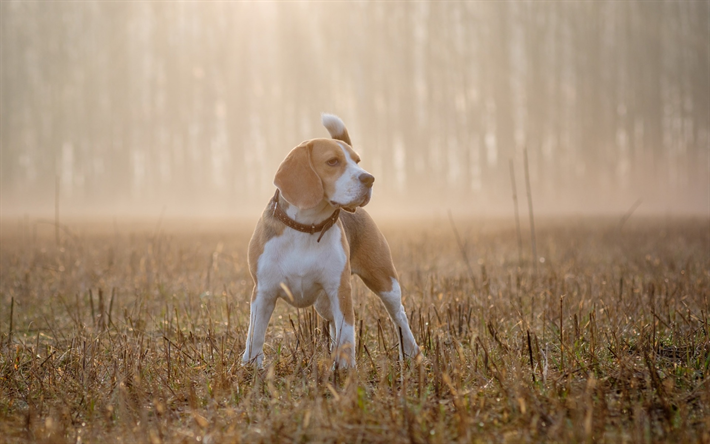 Beagle, aamulla, lemmikit, pieni koira, sumu, koira, rodun pieni&#228; koiria