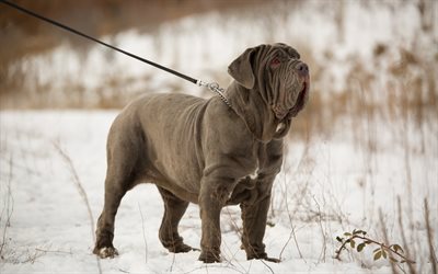 Neapolitan Mastiff, big gray dog, red eyes, pets, dogs, Italian breeds of dogs, 4k, Mastino Napoletano
