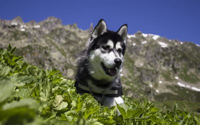 4k, Alaskan Malamute, Husky, cachorro grande, retrato, animais de estima&#231;&#227;o, cachorros, montanhas, EUA