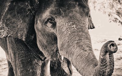 big elephant, 4k, monochrome portrait, black and white photo, elephants, Africa, wildlife