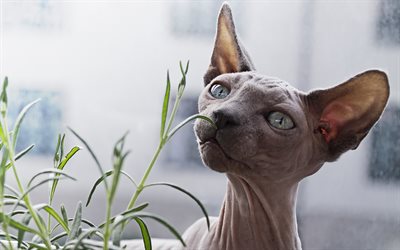 Sphynx gatto, razza di gatti senza pelo, grigio, gatto, ritratto, viso, animali, gatti, 4k