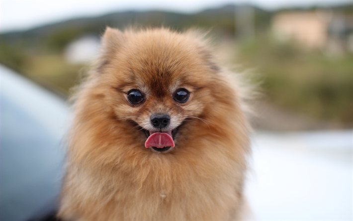 Pomeranian Spets, rolig fluffig hund, husdjur, brun pommerska, s&#246;ta djur, raser av dekorativa hundar