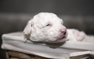 Maltese Dog, 4k, puppy, cute animals, sleeping dog, white dog, red bow, pets, dogs, Maltese