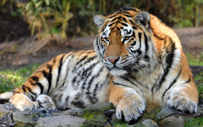 tigre, predador, a vida selvagem, o gato selvagem, animais perigosos, floresta, tigres
