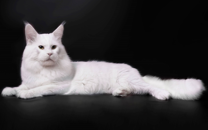 Turkish Angora, white fluffy cat, 4k, pets, cats, breed of domestic cat