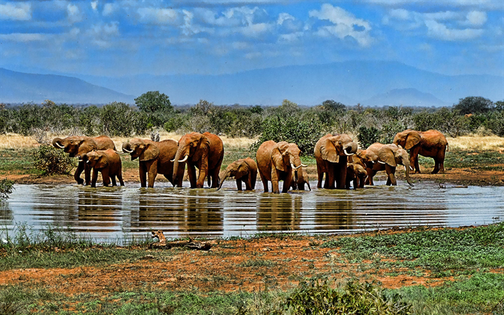 elephants, herd, family, desert, savanna, lake, waterpipe, little elephant, Africa, safari, ecosystem, South Africa