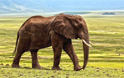 El elefante africano, 4k, estepa africana, de la sabana, los elefantes, las praderas de &#193;frica, fauna, Loxodonta africana