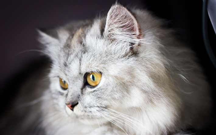 British Semi-Gatto a pelo lungo, carino birichino gatto, animali domestici, 4k, gatto grigio, ritratto, animali divertenti