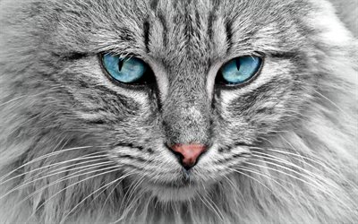 Nebelung, focinho, fofo gato, animais de estima&#231;&#227;o, gato cinzento, os gatos dom&#233;sticos, Nebelung Gato, gatos