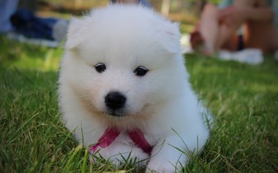 Akita, blancas y esponjosas cachorro, 4k, lindo divertidos animales, mascotas, perros peque&#241;os, Akita Inu