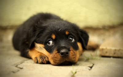 4k, Rottweiler Dog, lindo perro, cachorro, pets, small rottweiler, dogs, cute animals, Rottweiler
