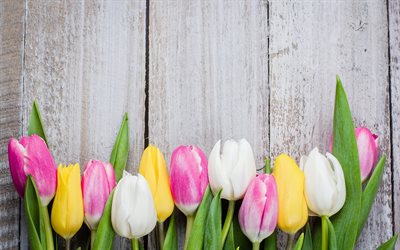multicolorida tulipas, tábuas de madeira de fundo, flores da primavera, tulipas, fundo com flores, textura de madeira, tulipas cor-de-rosa, tulipas amarelas
