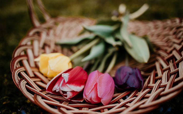 tulipas em um prato, vime placa, primavera, blur, flores da primavera, tulipas, tulipa roxa, rosa tulipa