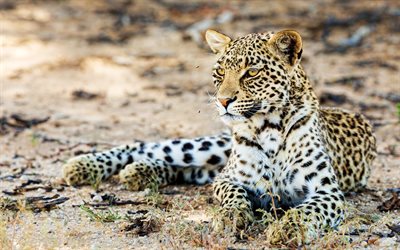 4k, leopard, bokeh, fauna selvatica, predatori, mammiferi, Panthera pardus, leopard e con gli occhi azzurri, leopardi