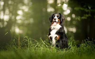 Berner Sennenhund, forest, pets, bokeh, sennenhund, dogs, cute animals, Bernese Mountain Dog, small sennenhund, Berner Sennenhund Dog