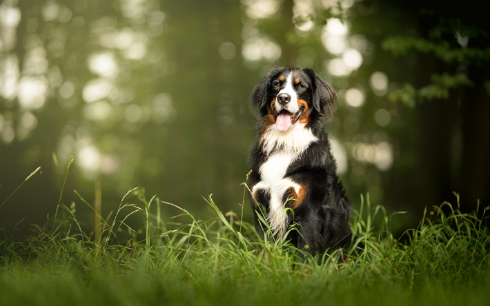 Berner Sennenhund, la for&#234;t, les animaux de compagnie, bokeh, sennenhund, des chiens, des animaux mignons, bouvier Bernois, petit sennenhund, Berner Sennenhund Chien