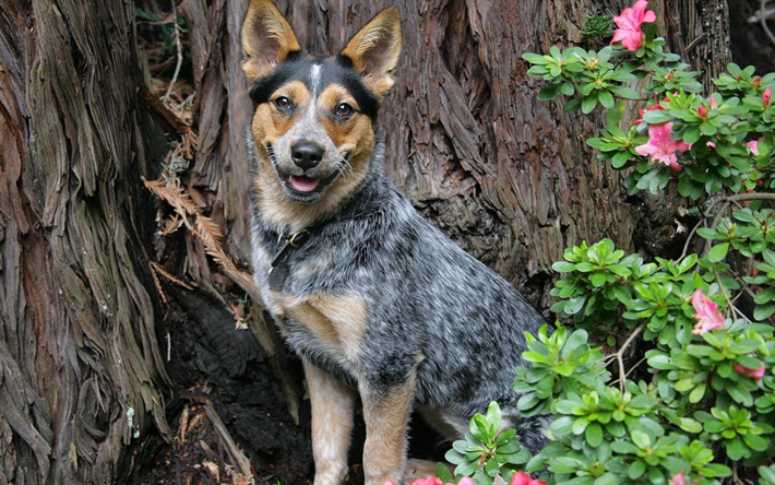 blue heeler -, wald -, australian cattle dog, haustiere, hunde, australian bouvier hund, australian heeler, queensland heeler