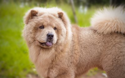 Chow Chow Dog, puppy, furry dog, lawn, pets, cute dogs, dogs, Chow Chow